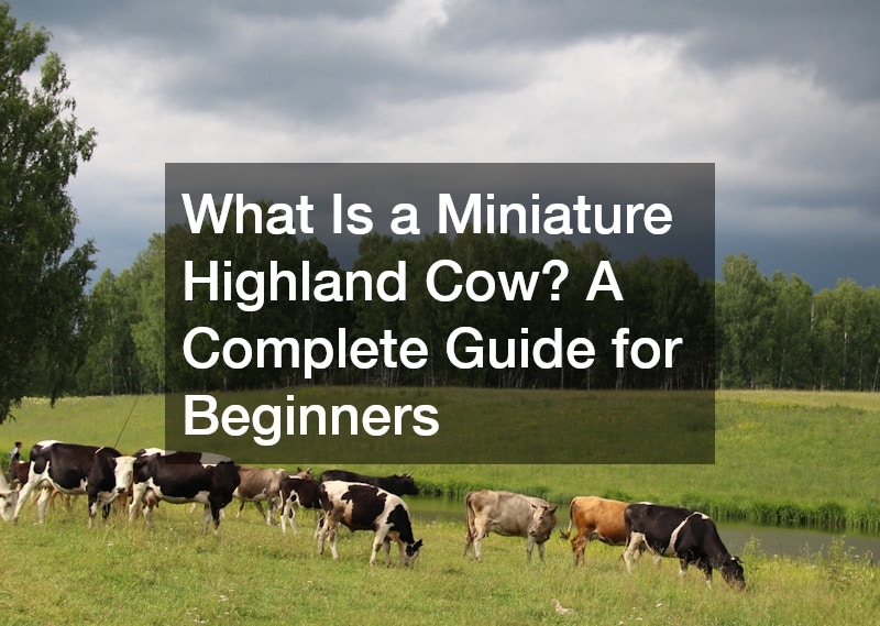 What Is a Miniature Highland Cow? A Complete Guide for Beginners